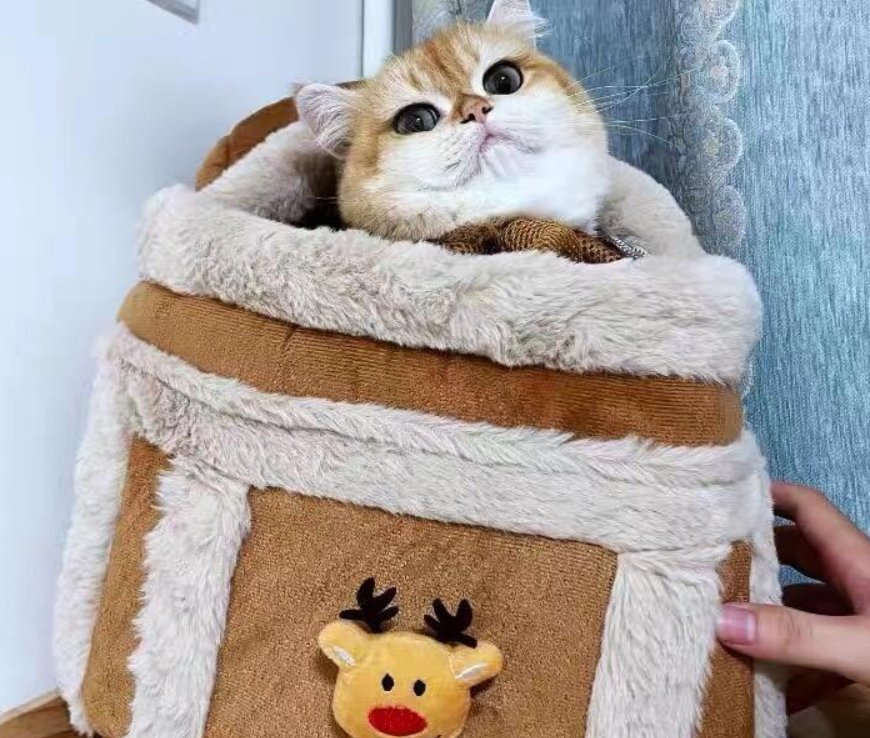 Chat roux qui sort la tête du sac de Noël