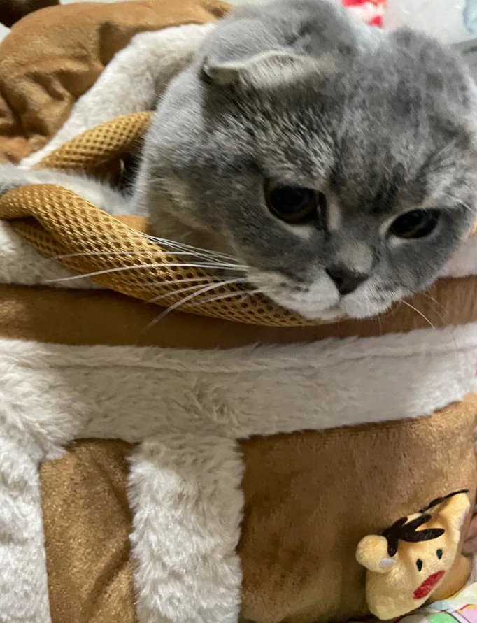 Chat blotti dans le sac de Noël