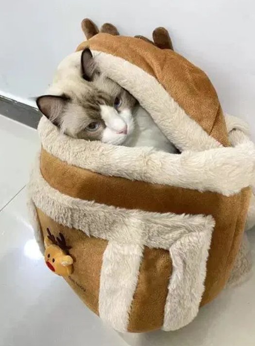 Chat blotti dans le sac de Noël